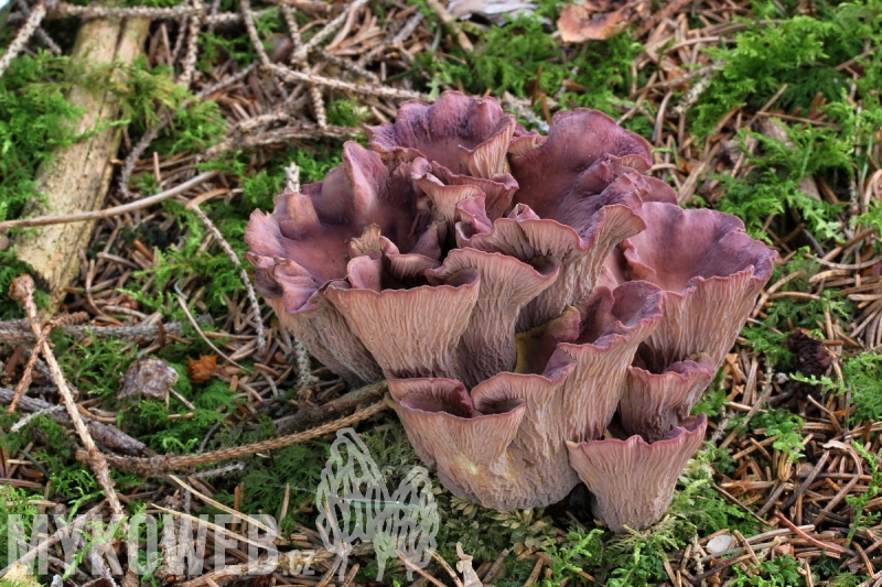 Gomphus clavatus