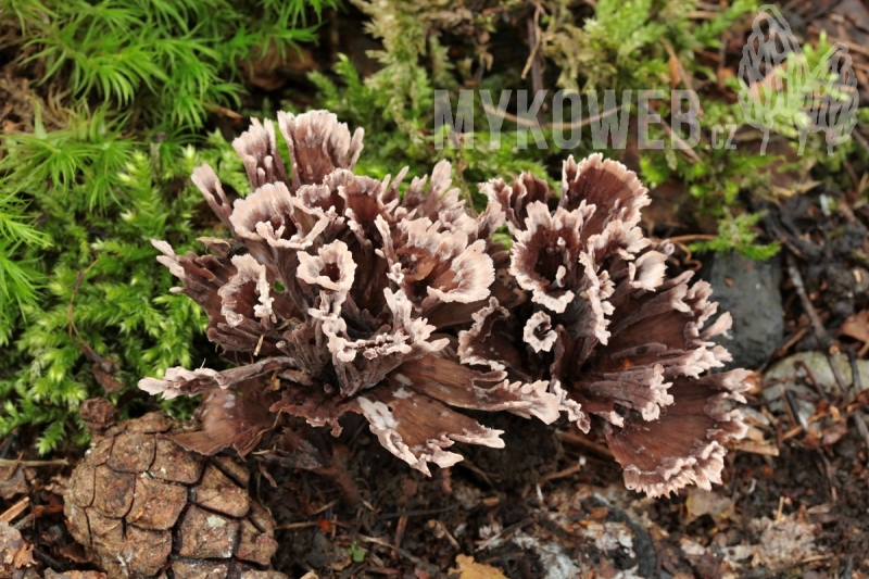 Thelephora caryophyllea