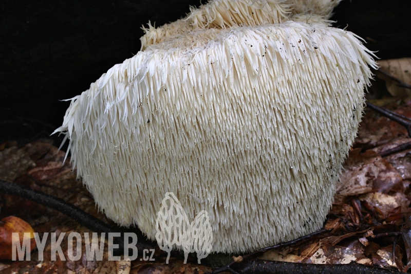 Hericium erinaceus