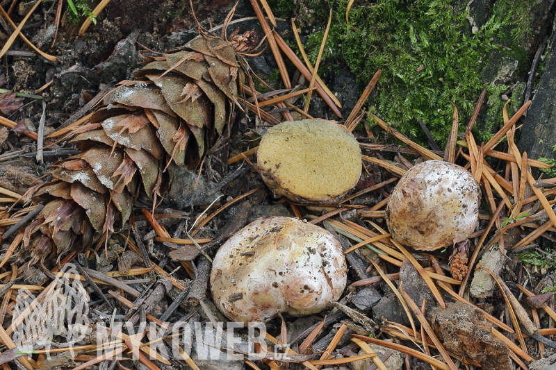 Rhizopogon villosulus