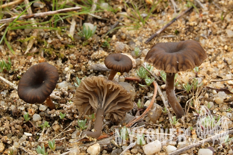 Arrhenia griseopallida