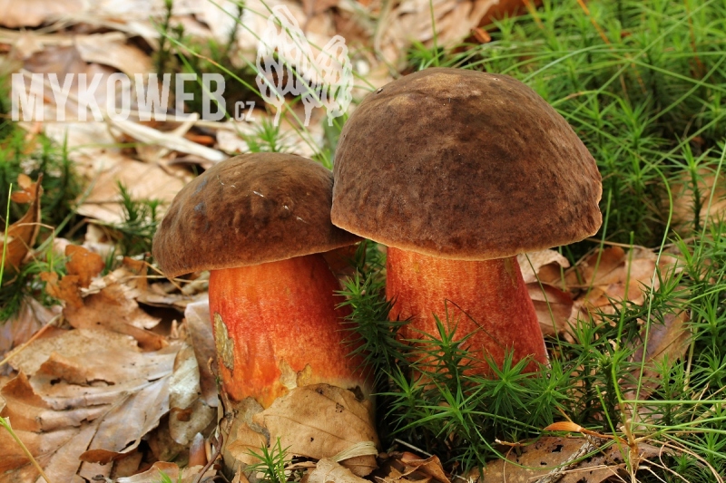 Boletus erythropus