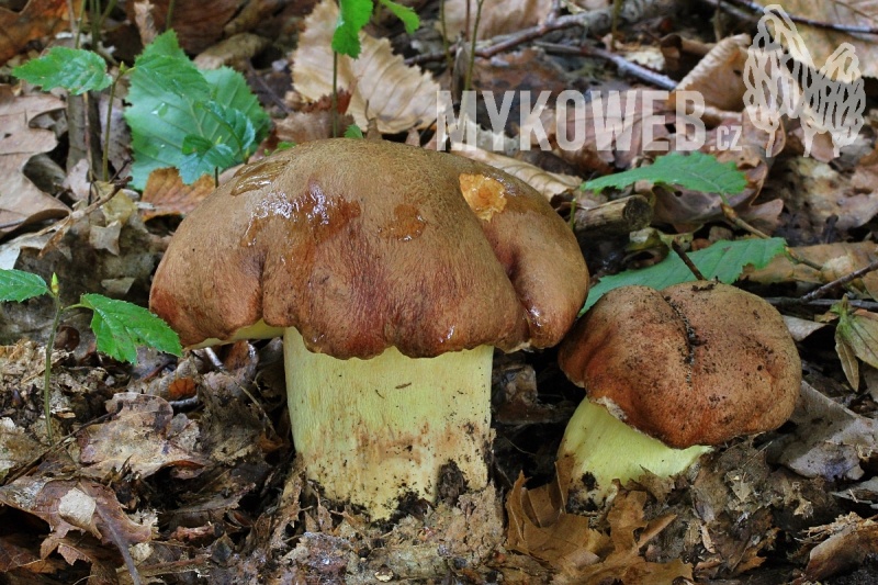 Boletus appendiculatus