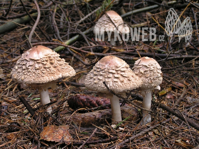 Chlorophyllum rachodes