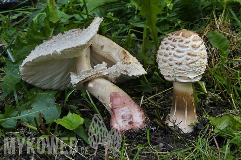 Chlorophyllum brunneum