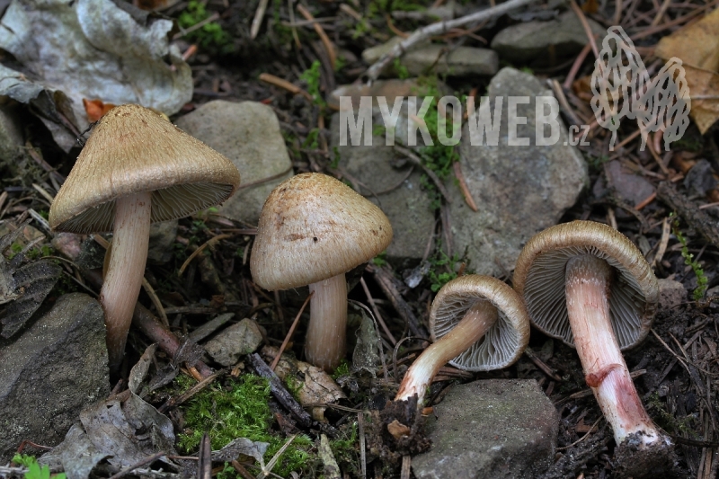 Inocybe bongardii