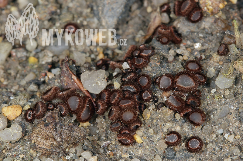 Trichophaea gregaria