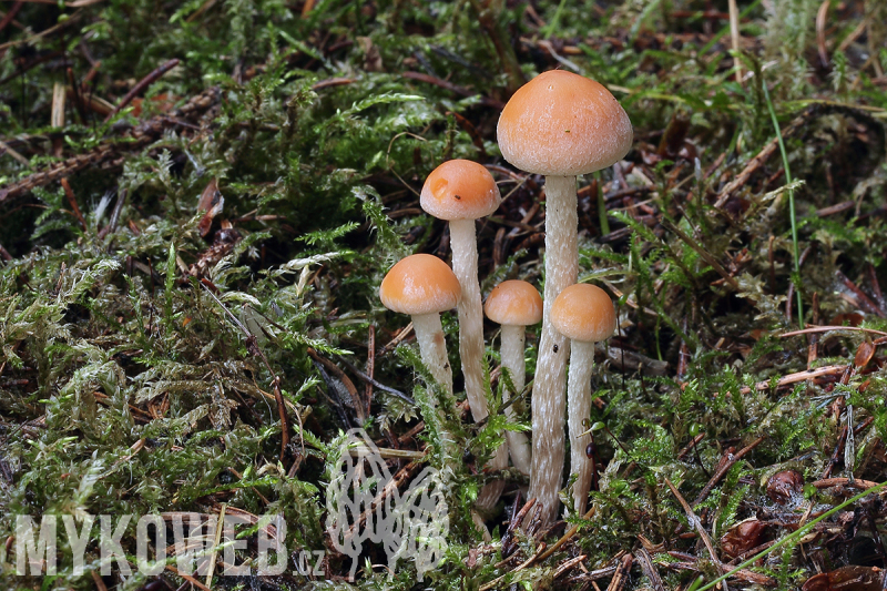 Hypholoma polytrichi