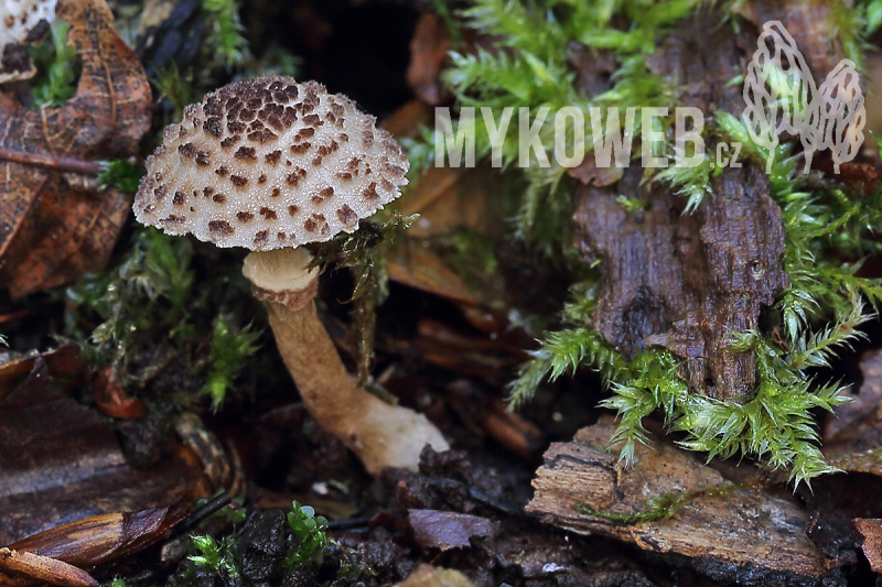 Lepiota felina