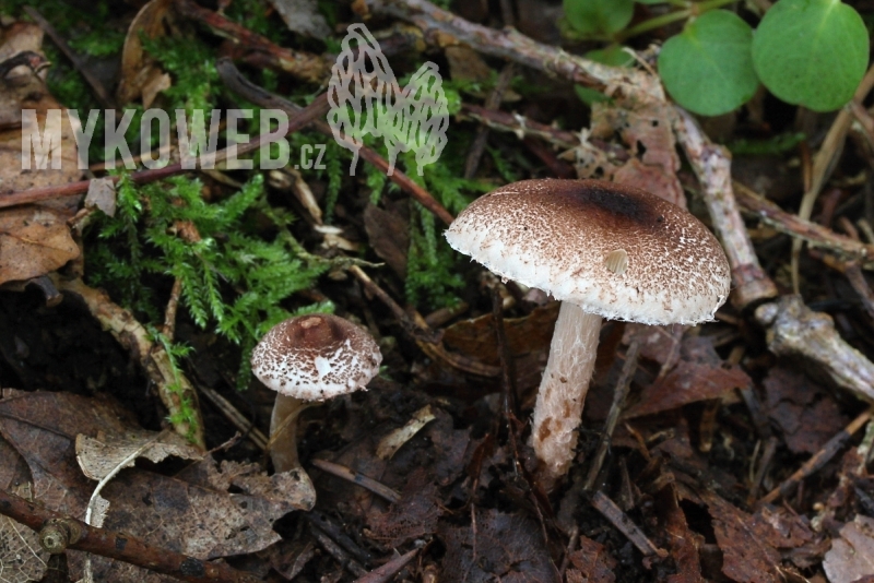 Lepiota echinella