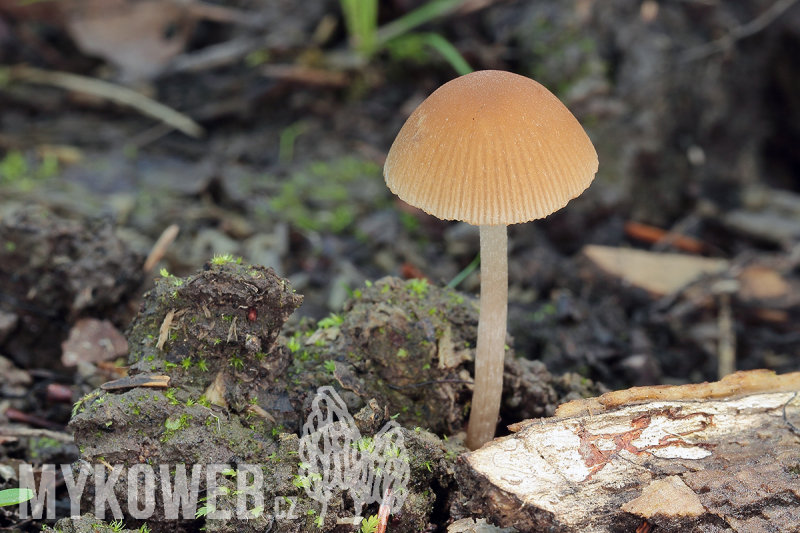 Psathyrella obtusata