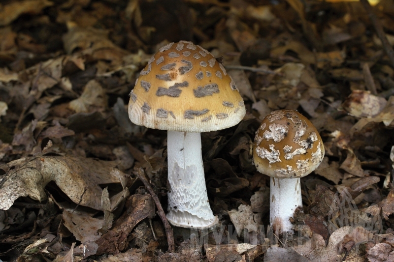 Amanita ceciliae