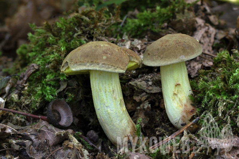 Boletus subtomentosus