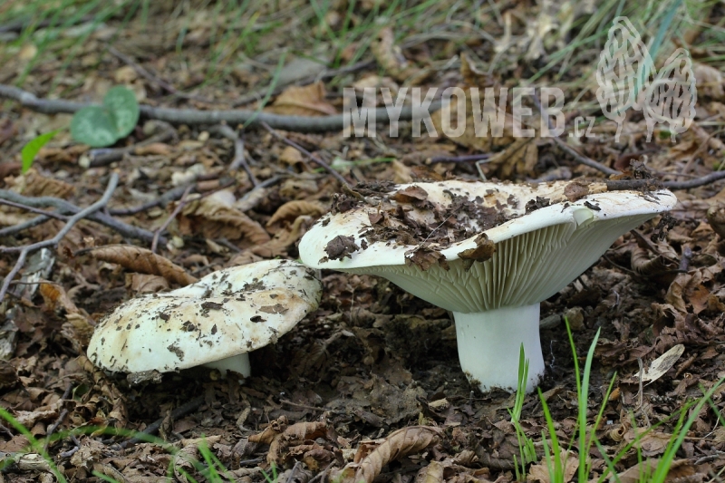 Russula delica