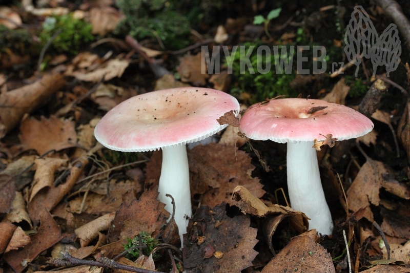 Russula betularum