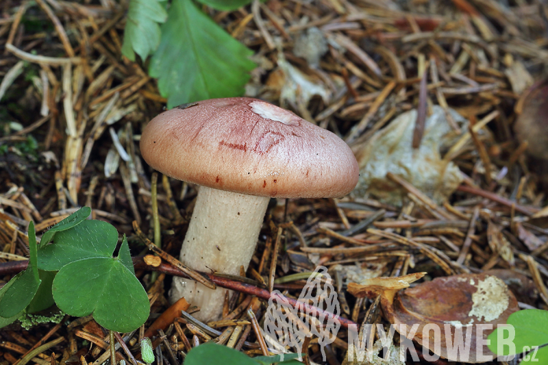 Hygrophorus persicolor