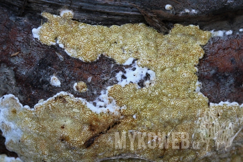 Hypocrea protopulvinata