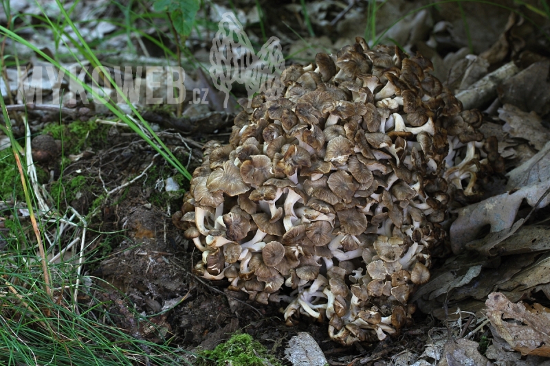 Polyporus umbellatus