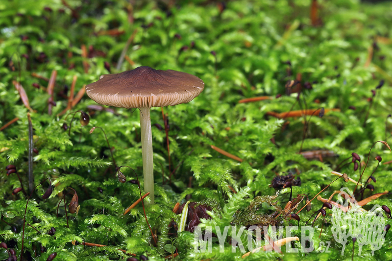 Pluteus luctuosus