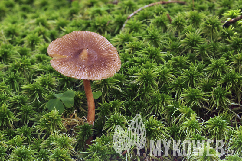 Inocybe proximella