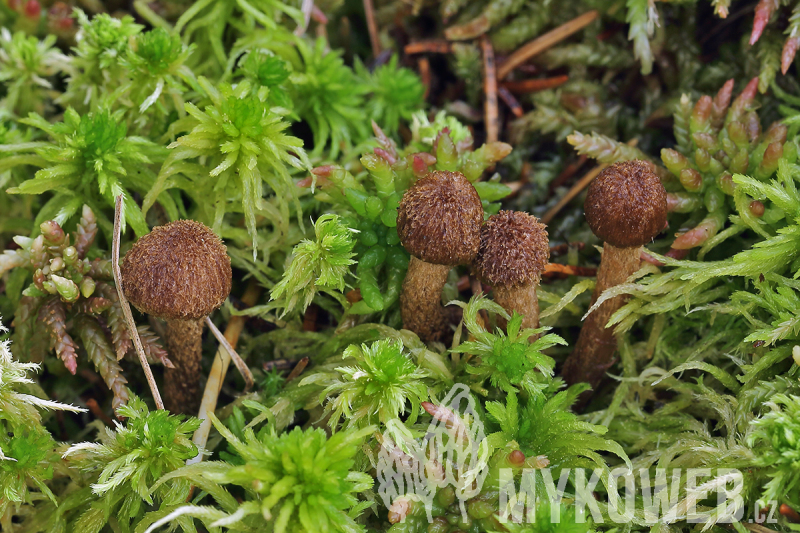 Inocybe lanuginosa