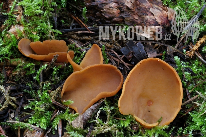 Otidea formicarum