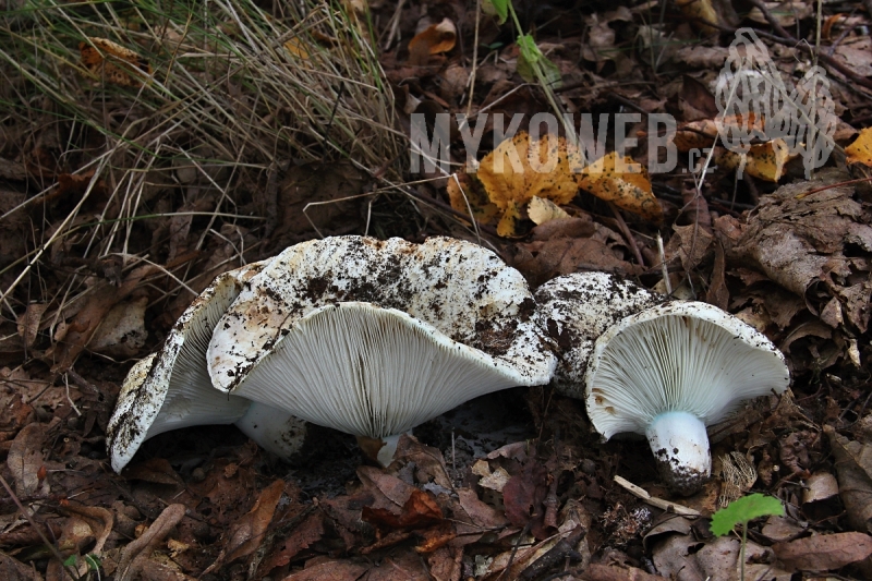 Russula chloroides