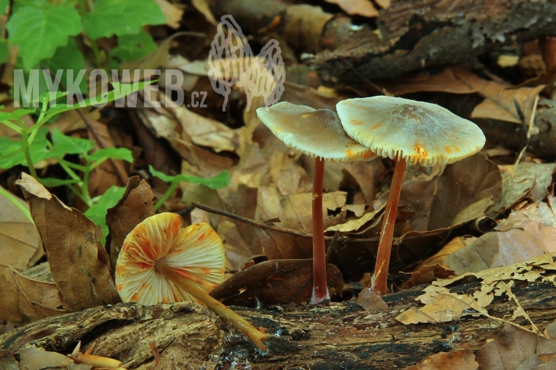 Mycena crocata