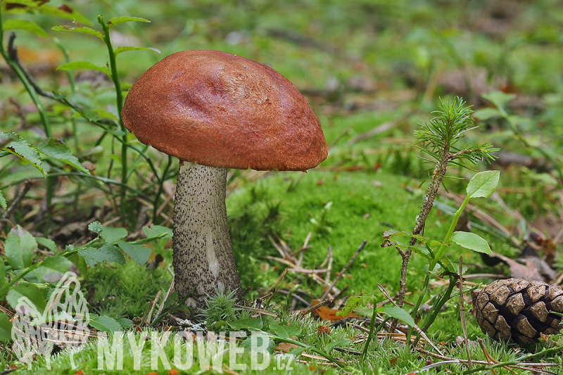 Leccinum vulpinum