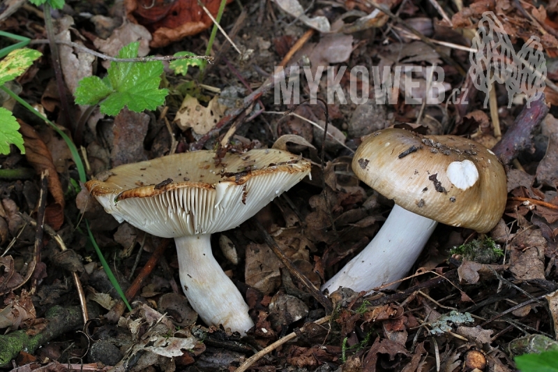 Russula amoenolens