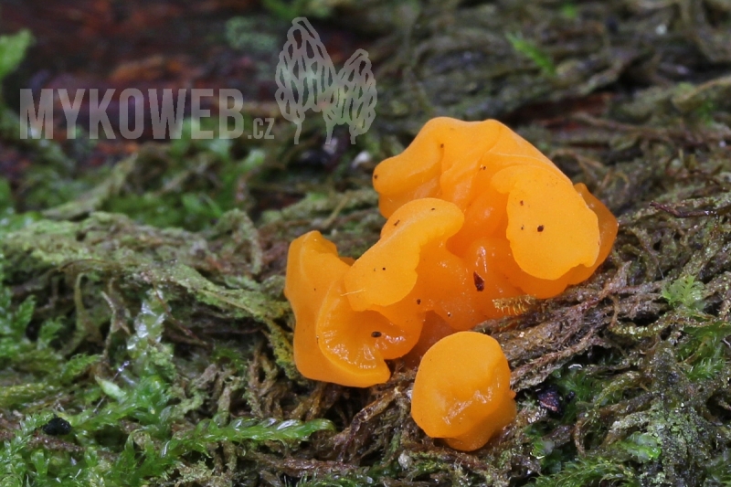 Dacrymyces chrysospermus