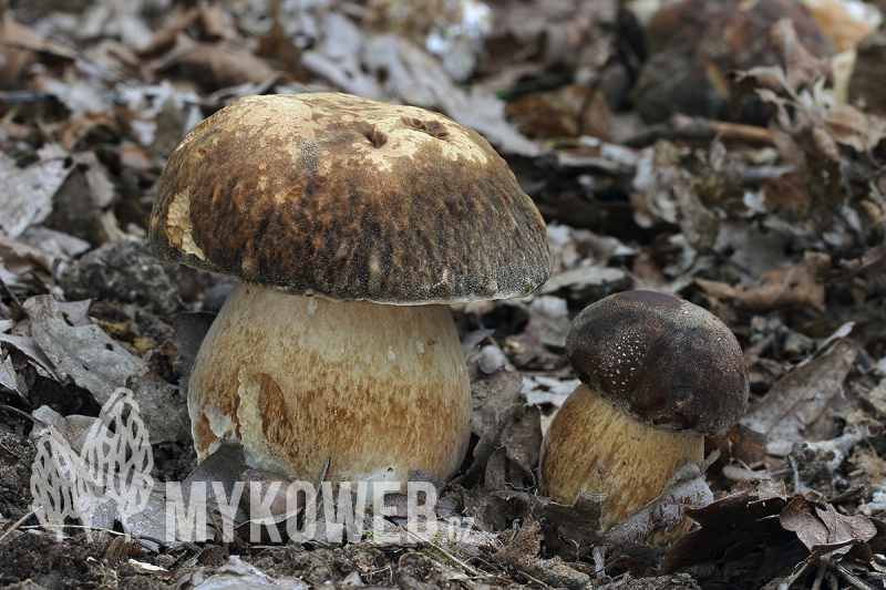 Boletus aereus