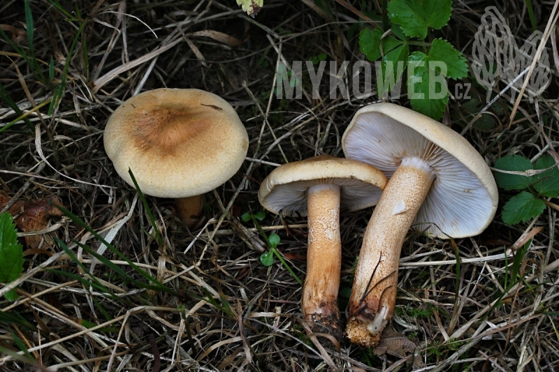 Tricholoma psammopus