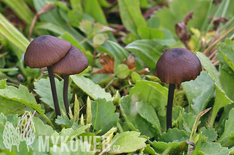 Entoloma asprellum