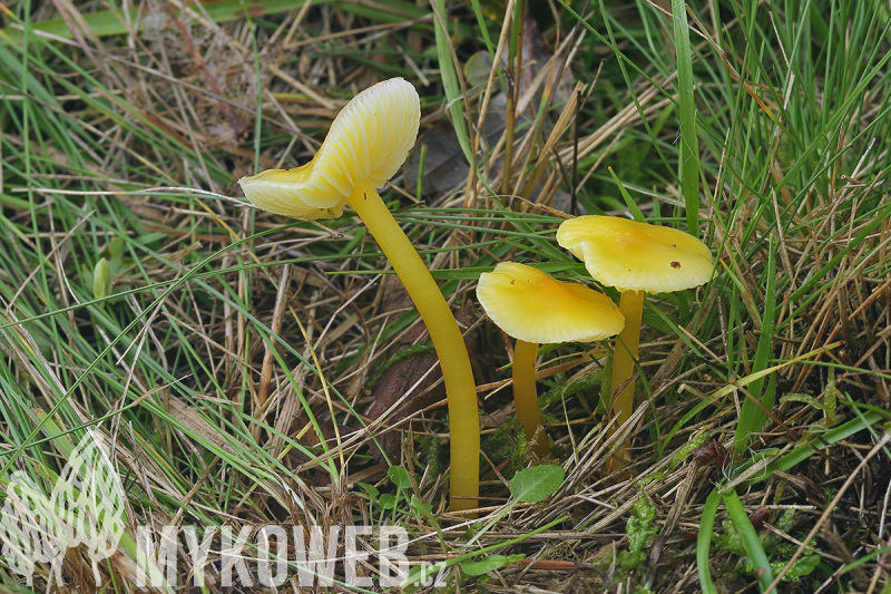 Hygrocybe glutinipes