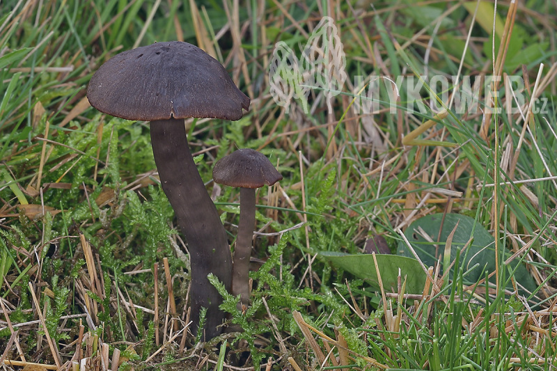 Hygrocybe ovina