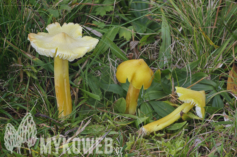 Hygrocybe citrinovirens