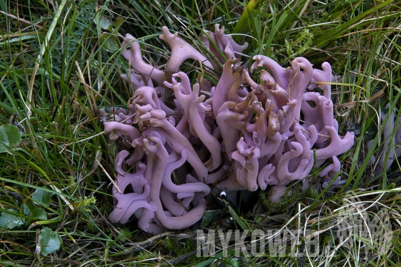 Clavaria zollingeri