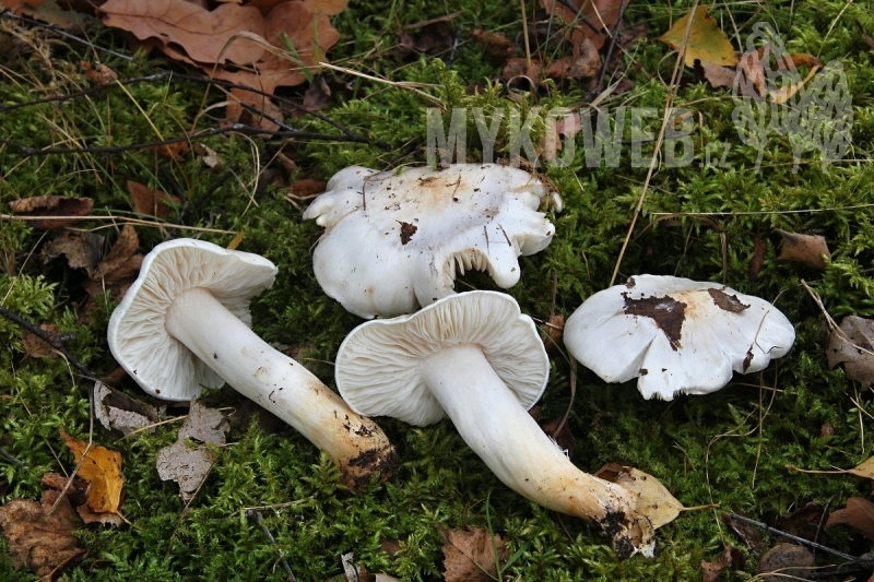 Tricholoma columbetta