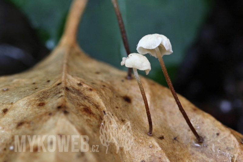 Marasmius epiphylloides