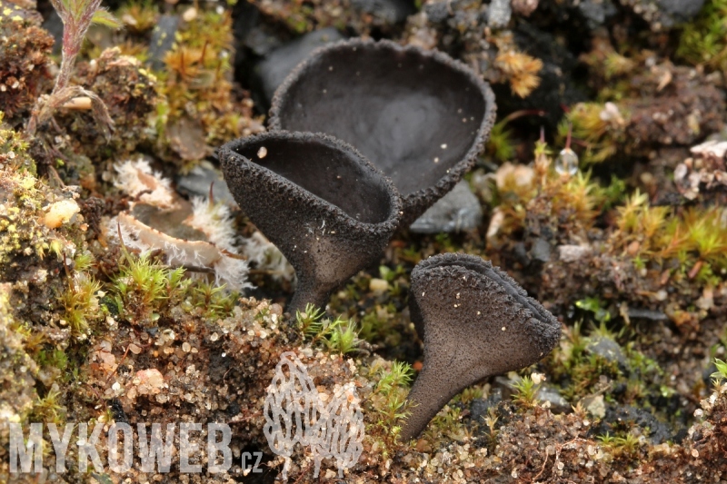 Helvella corium