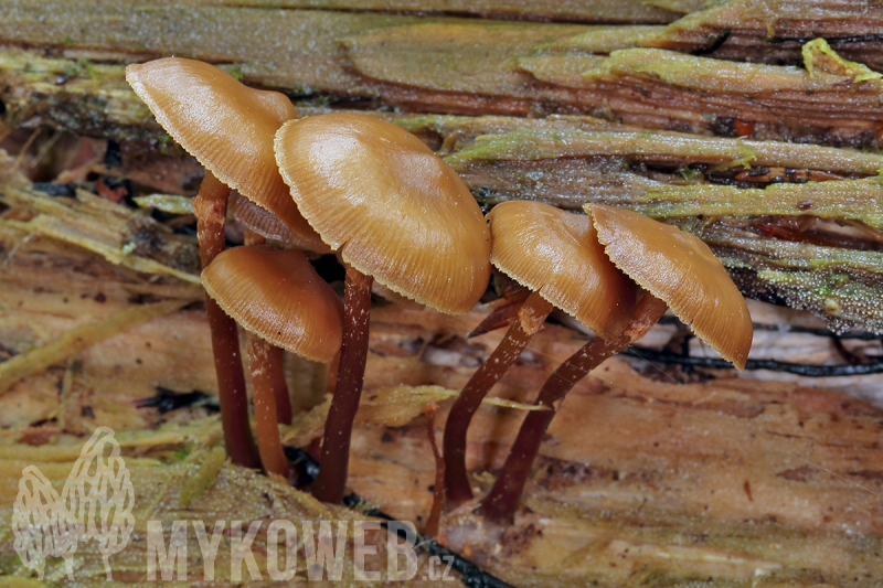 Kuehneromyces lignicola