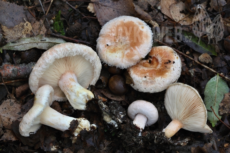 Lactarius pubescens