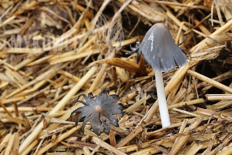 Coprinopsis cinerea