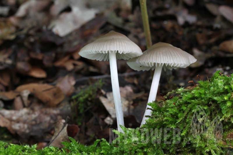 Mycena niveipes