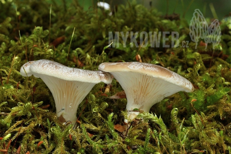 Hohenbuehelia auriscalpium