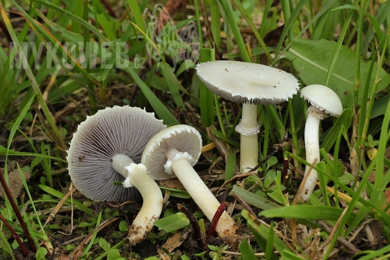 Stropharia melanosperma