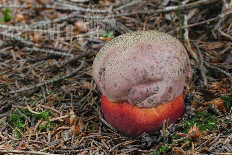 Boletus rubrosanguineus