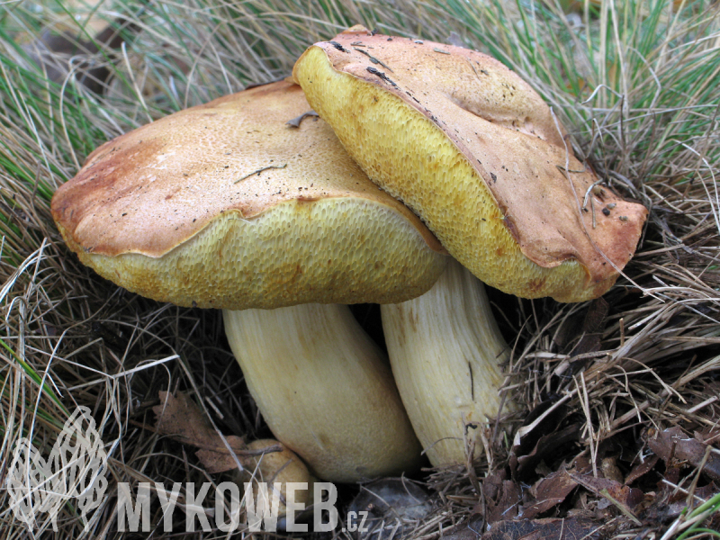 Aureoboletus moravicus