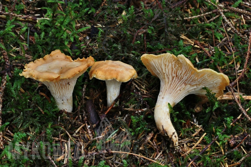 Cantharellus ferruginascens